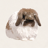 Lola - Broken Black Tort Fuzzy Lop