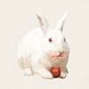 Rue - REW New Zealand Rabbit