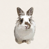 Bramble - Broken Chestnut Lionhead