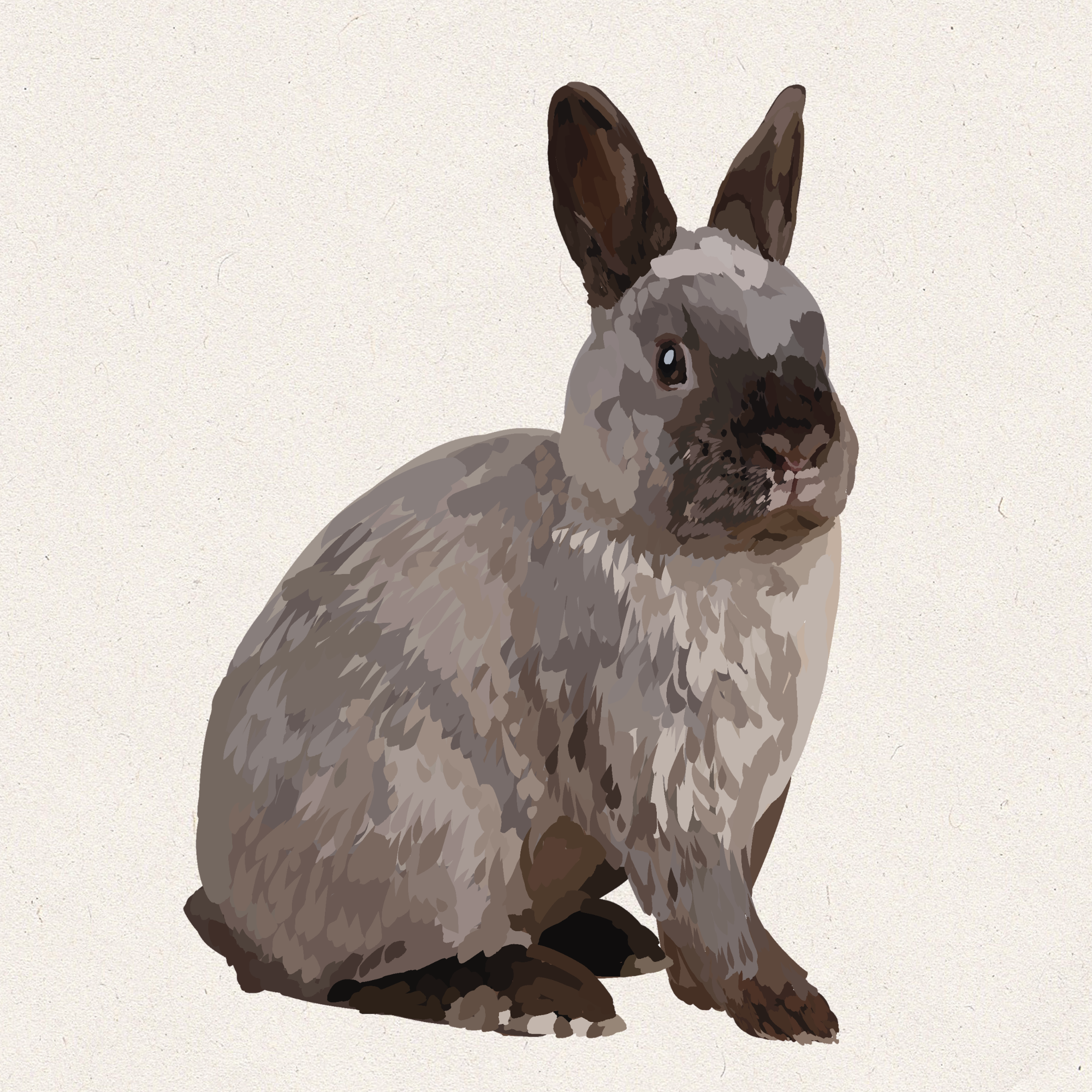 Cove - Smoke Pearl Netherland Dwarf