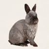 Cove - Smoke Pearl Netherland Dwarf