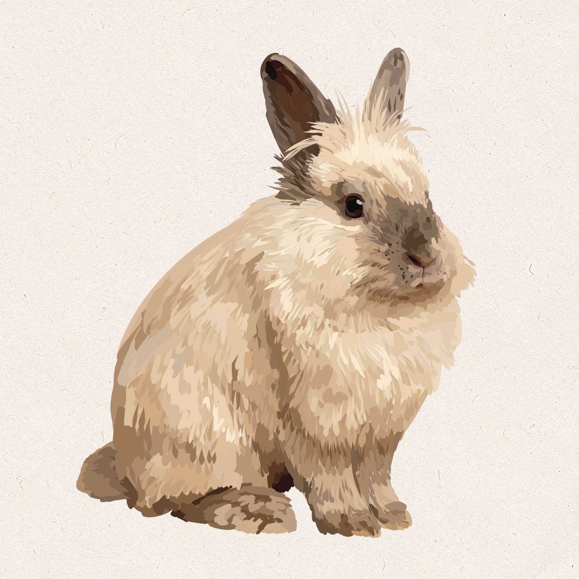 Haze - Sable Point Lionhead