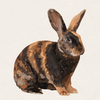 Brindle - Black Orange Harlequin