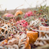 Autumn Foraging Box