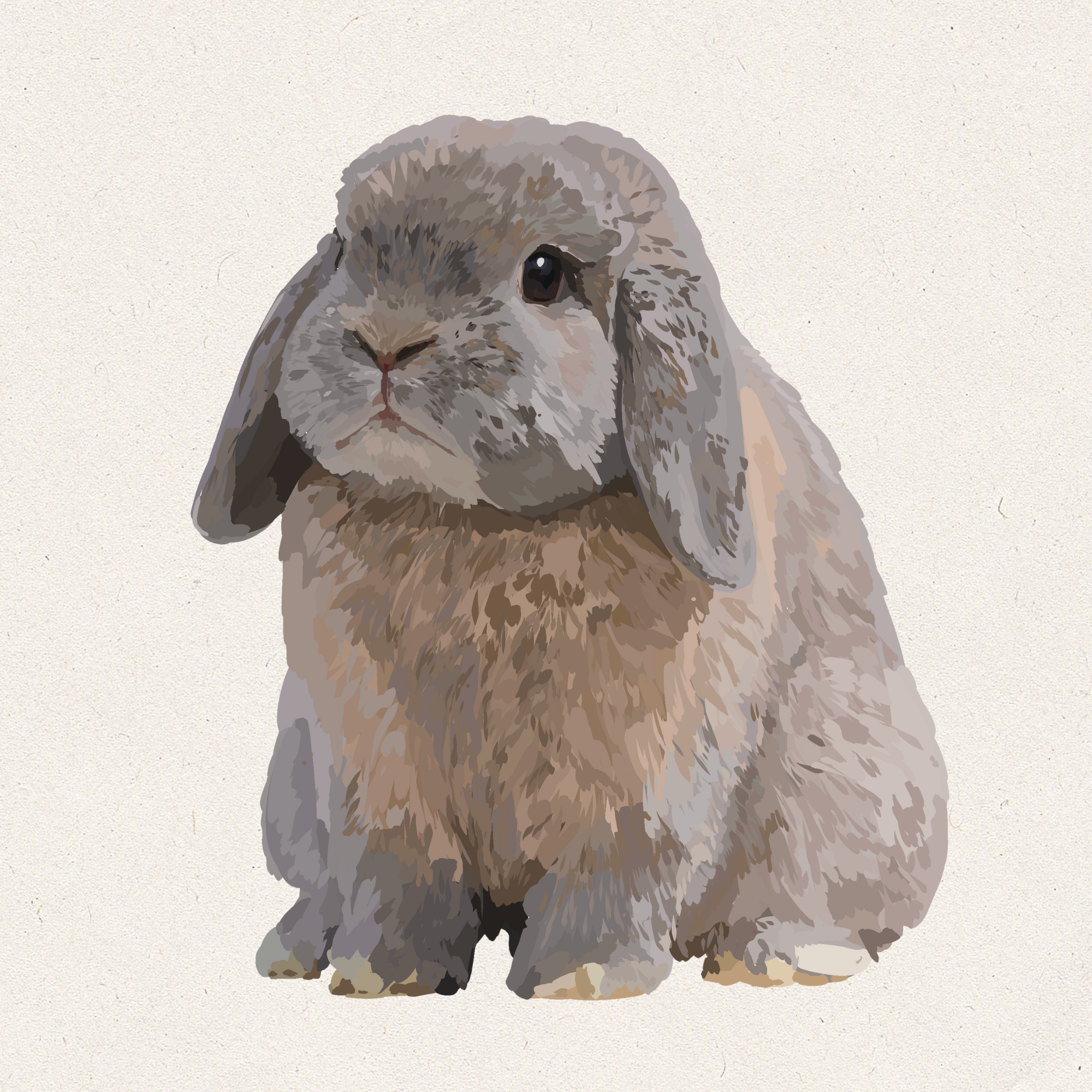 Toast - Blue Tort Holland Lop