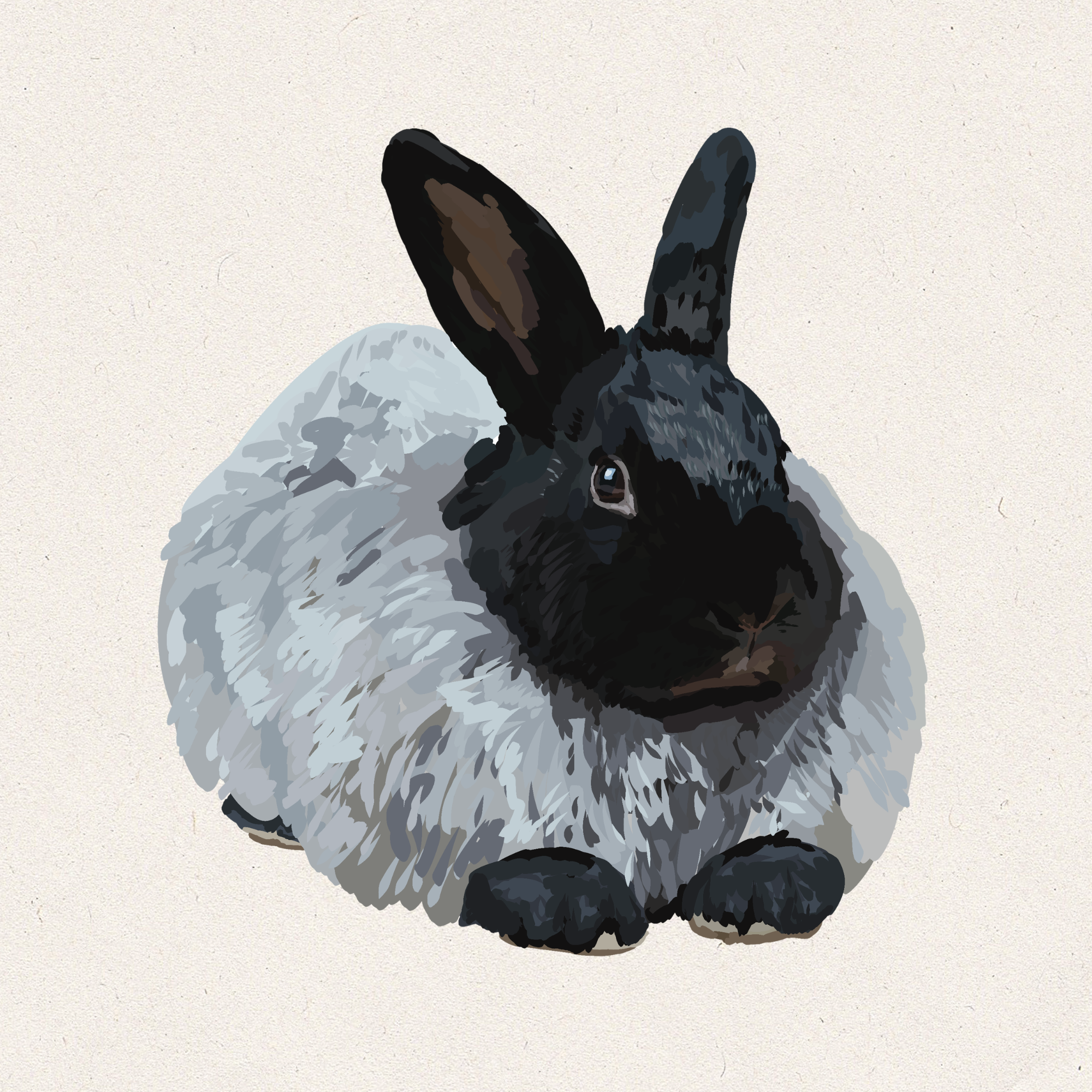 Crow - Black French Angora