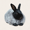 Crow - Black French Angora