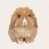 Teddy - Orange VM Teddywidder