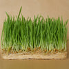 Wheatgrass Growing Kit-info