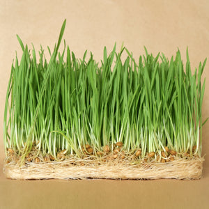 Wheatgrass Seeds - 8 oz-info