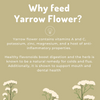 Yarrow Flower
